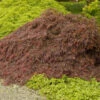 Crimson Queen Japanese Maple 1 Crimson Queen Japanese Maple -Plant Seed Store Crimson Queen Japanese Maple 600x600 dc66bb60 ab31 44c4 a83f 883484bc6db2