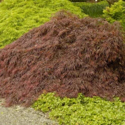 Plant Seed Store 18 Crimson Queen Japanese Maple