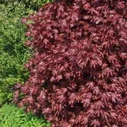 Crimson Sentry Norway Maple Tree -Plant Seed Store Crimson Sentry Maple 2 FGT