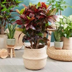 Sunset Hues House Plant Kit -Plant Seed Store Croton Petra 1 FGT 445f7f6a 00f4 451b a6b3 3f52129ac266