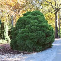 Cryptomeria 'Globosa Nana' Shrub -Plant Seed Store Cryptomeria Radicans 1 5a013f2a 9f79 4f42 98de 73ba60d03d17