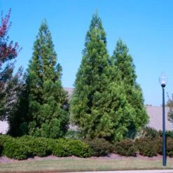 Cryptomeria Radicans 11 Cryptomeria Radicans -Plant Seed Store Cryptomeria Radicans 2