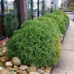 Cryptomeria 'Globosa Nana' Shrub -Plant Seed Store Cryptomeria Radicans 2 3165d994 5f65 4559 9565 a9ab498ac1dd