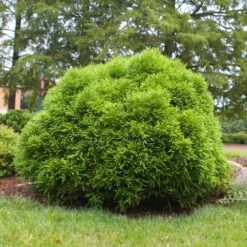 Cryptomeria 'Globosa Nana' Shrub -Plant Seed Store Cryptomeria Radicans 3