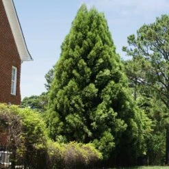 Cryptomeria Radicans 13 Cryptomeria Radicans -Plant Seed Store Cryptomeria Radicans 5