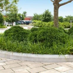 Cryptomeria 'Globosa Nana' Shrub -Plant Seed Store Cryptomeria Radicans 5 1b1b9abd 7f86 4bef bc80 cb1e72effa46