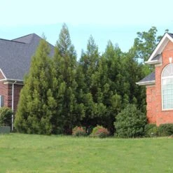 Cryptomeria Radicans 14 Cryptomeria Radicans -Plant Seed Store Cryptomeria Radicans 6