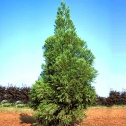 Yoshino Japanese Cedar 8 Yoshino Japanese Cedar -Plant Seed Store Cryptomeria Yoshino 1