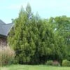 Yoshino Japanese Cedar -Plant Seed Store Cryptomeria Yoshino FGT 600x600 f6fd6716 bc05 496c 9aa4 eb10a2750c8f
