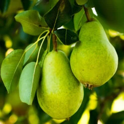 5-in-1 Pear Surprise Tree -Plant Seed Store DAnjou Pear 2FGT 73383108 937f 4acd a537 a189c0e02da1