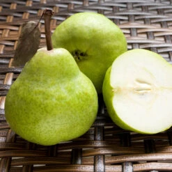 D'Anjou Pear Tree -Plant Seed Store DAnjou Pear 3 FGT da277ba9 1c1c 4f9f 9202 bc3a27216f3b