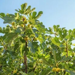 Desert King Fig Tree 8 Desert King Fig Tree -Plant Seed Store DEsert King FIg 1