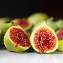 Desert King Fig Tree 9 Desert King Fig Tree -Plant Seed Store DEsert King FIg 3