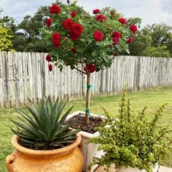 Dancing In The Dark™ Rose Tree -Plant Seed Store Dancing in the Dark 2