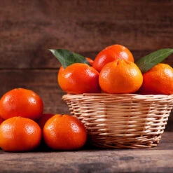 Dancy Tangerine Tree -Plant Seed Store Dancy Tangerine 1 FGT