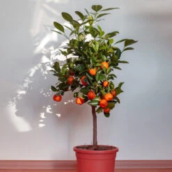 Dancy Tangerine Tree -Plant Seed Store Dancy Tangerine 2 FGT
