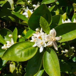 Dancy Tangerine Tree -Plant Seed Store Dancy Tangerine 7