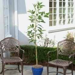 Condo™ Avocado Tree -Plant Seed Store Day Condo Avocado 1