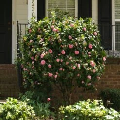 Debutante Camellia -Plant Seed Store Debutante Camellia 1