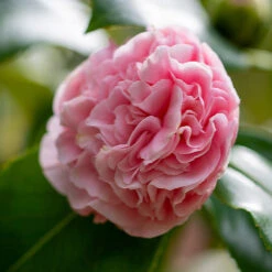 Debutante Camellia -Plant Seed Store Debutante Camellia 3 FGT