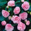Debutante Camellia -Plant Seed Store Debutante Camellia FGT 600x600 f8a218d0 799d 4080 83c6 295e65be57aa