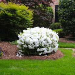 Delaware Valley White Azalea -Plant Seed Store Delaware Valley Azalea FGT 2
