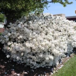 Delaware Valley White Azalea -Plant Seed Store Delaware Valley Azalea FGT 3