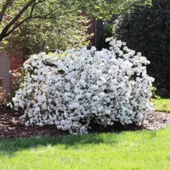 Delaware Valley White Azalea -Plant Seed Store Delaware Valley Azalea FGT 4