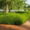 Dense Spreading Yew -Plant Seed Store Dense spreading yew FGT 600x600 e957b545 421a 44cc 9fc5 5adabf8987c3