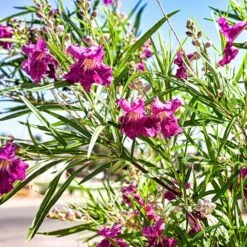 Bubba Jones Desert Willow -Plant Seed Store Desert WIllow Bubba Jones 1