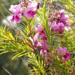 Bubba Jones Desert Willow -Plant Seed Store Desert WIllow Bubba Jones 2