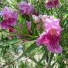 Bubba Jones Desert Willow -Plant Seed Store Desert WIllow Bubba Jones 600x600 a9515f42 f813 44b7 b66d ed50ae000e31