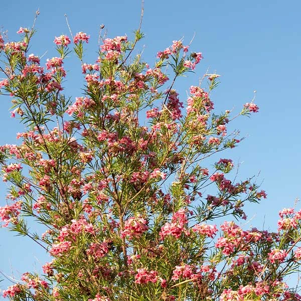 Bubba Desert Willow 3 Bubba Desert Willow