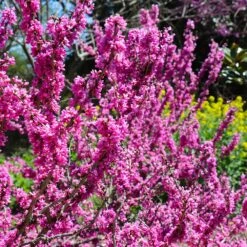 Don EGolf Redbud Tree 11 Don EGolf Redbud Tree -Plant Seed Store Don E Golf Redbud 6 FGT