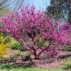 Don EGolf Redbud Tree -Plant Seed Store Don E Golf Redbud FGT 600x600 c49249c0 d50c 46f7 91fb 098afcd5a4c7