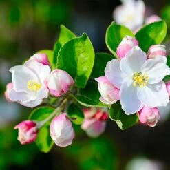 Dorsett Golden Apple Tree -Plant Seed Store Dorsett Apple 3 cd3f34d0 500f 4496 a75d 488f51c2b99f