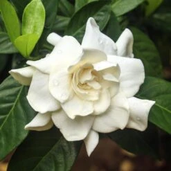 Double Blooming Gardenia Tree -Plant Seed Store Double Blooming Gardenia 3 FGT