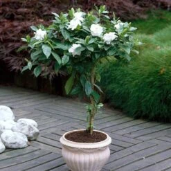 Double Blooming Gardenia Tree -Plant Seed Store Double Blooming Gardenia 6 FGT