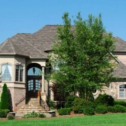 Dura Heat® River Birch -Plant Seed Store Dura Heat River Birch 1