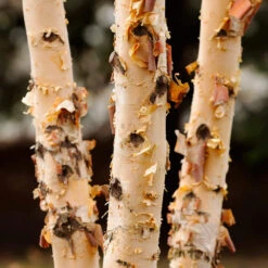 Dura Heat® River Birch -Plant Seed Store Dura Heat River Birch 4
