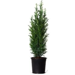 Dwarf Italian Cypress 9 Dwarf Italian Cypress -Plant Seed Store Dwarf Italian Cypress 800 Mainimage FGT