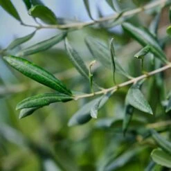 'Little Ollie' Dwarf Olive Tree -Plant Seed Store Dwarf Olive Tree 800 D1 534c1922 fc22 48df 9f0b 0126b1614848
