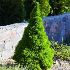 Dwarf Alberta Spruce -Plant Seed Store Dwarf ALberta ALberta Spruce 3 FGT