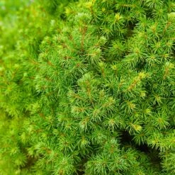 Dwarf Alberta Spruce -Plant Seed Store Dwarf ALberta ALberta Spruce 6