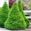 Dwarf Alberta Spruce -Plant Seed Store Dwarf ALberta ALberta Spruce 600x600 FGT