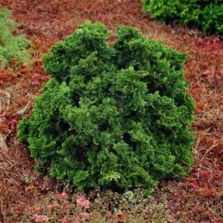 Dwarf Hinoki Cypress Shrub 10 Dwarf Hinoki Cypress Shrub -Plant Seed Store Dwarf Hinoki Cypress 1