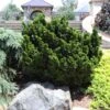 Dwarf Hinoki Cypress Shrub 1 Dwarf Hinoki Cypress Shrub -Plant Seed Store Dwarf Hinoki Cypress 600x600 cac0050d 9e2c 4c5e 9007 df543b90c8f8