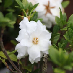 Dwarf Radicans Gardenia -Plant Seed Store Dwarf Radicans Gardenia 2 FGT