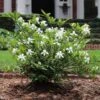 Dwarf Radicans Gardenia -Plant Seed Store Dwarf Radicans Gardenia FGT 600x600 0183027c c1d4 4850 ac73 648c9724bd76