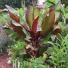 Dwarf Red Banana Tree -Plant Seed Store Dwarf Red Banana Plant 350 01